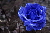 Blaue Rose im Regen • Blaue Rose im Regen •