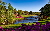 Lila Blumen in Gartenanlage Lila Blumen in Gartenanlage