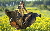 G 008-005 KH »Allemande« (Tanz) für Krummhörner, Kriegshorn, Gitarre und Schlagwerk G 008-005 KH »Allemande« (Tanz) für Krummhörner, Kriegshorn, Gitarre und Schlagwerk