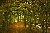 Trellis Rosenbögen Grün Trellis Rosenbögen Grün