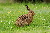 P 001 · Tanz · Leichtes Klavierstück  (Osterhasen-Tanz)